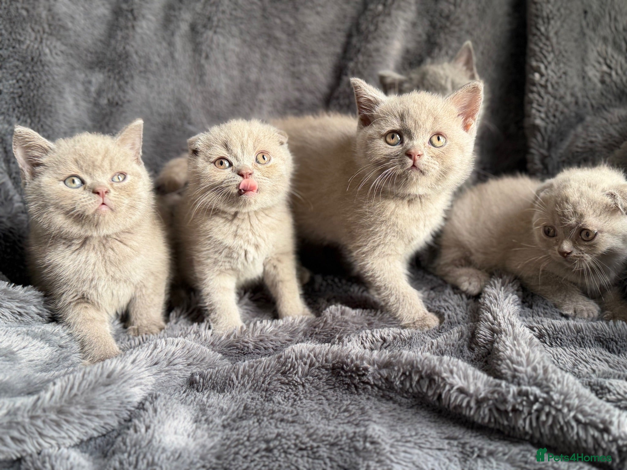 British Shorthair cats Ready to leave stunning kittens  - Advert 1