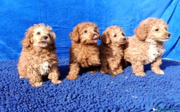 Toy Poodle dogs for sale: STUNNING TOY POODLES KC REG HEALTH TESTED  - Image 5