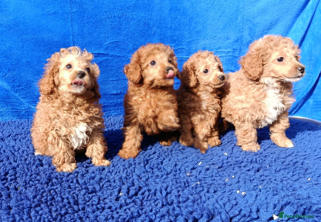 Toy Poodle dogs for sale: STUNNING TOY POODLES KC REG HEALTH TESTED  - Image 5