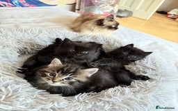 Mixed Breed cats for sale: Fluffy Half-Ragdoll Kittens - Image 4