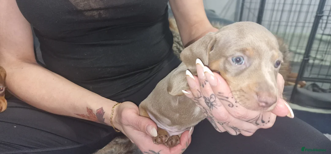 Dachshund dogs for sale: Miniature dachshund puppies ONLY 1 LEFT. - Advert 3