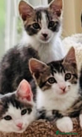 Mixed Breed cats Stunning Bengal Ragdoll kittens ready to go - Advert 4