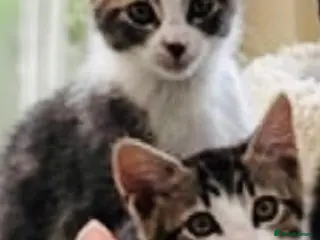 Mixed Breed cats Stunning Bengal Ragdoll kittens ready to go - Advert 4
