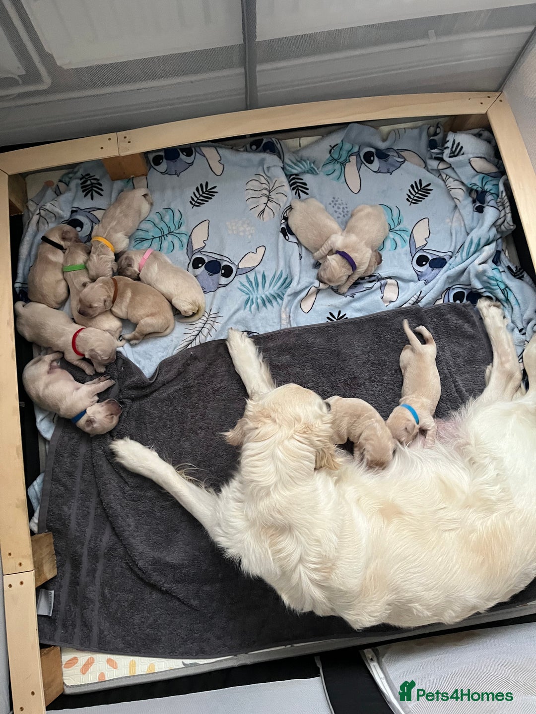 Golden Retriever dogs for sale: Beautiful KC Golden Retriever Babies  - Image 9