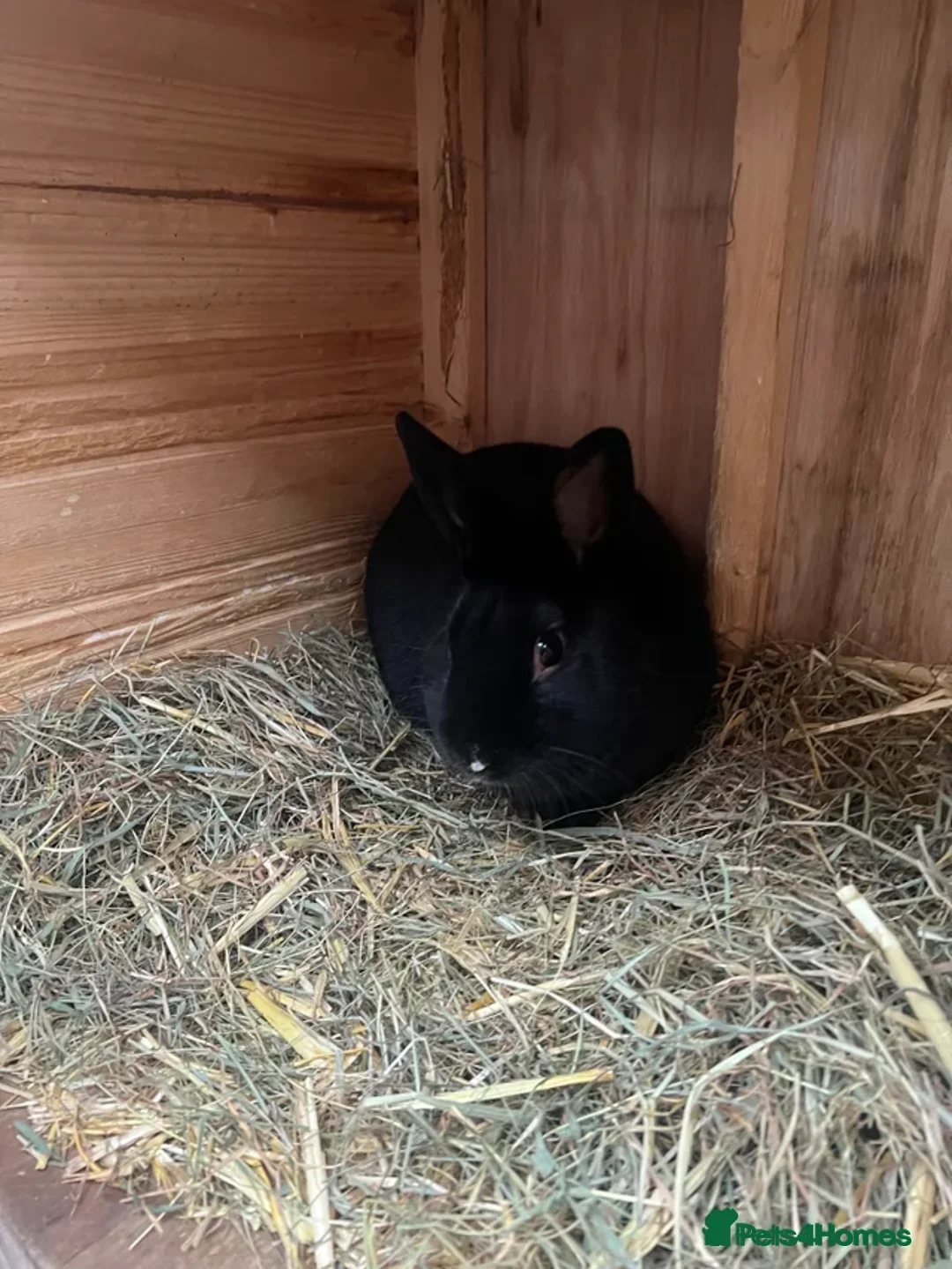 Dutch rabbits for sale: Mixed Dutch rabbits - Advert 11