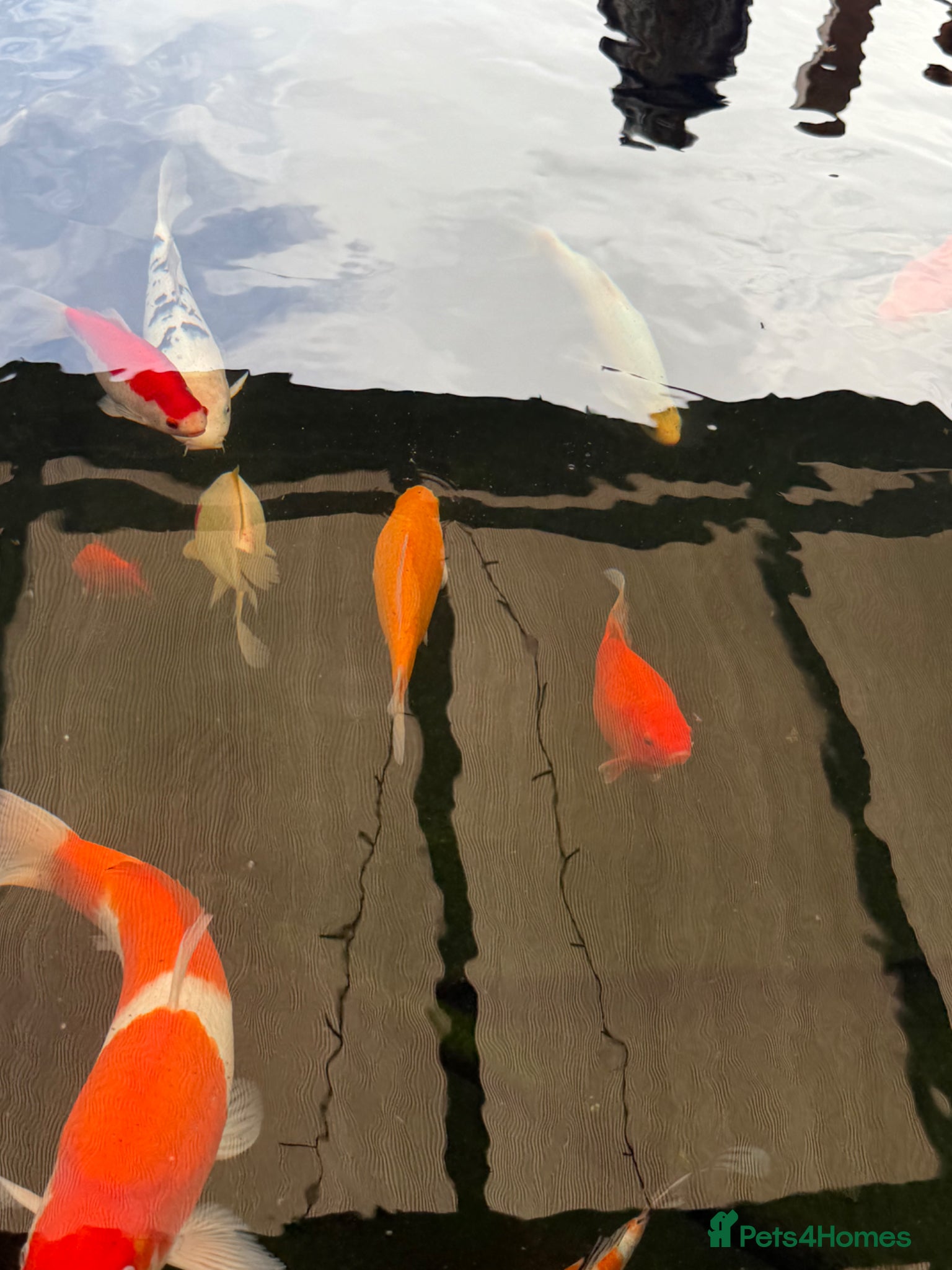 Shubunkins fish for sale: Goldfish and shubunkins for free  in Gateshead - Advert 2