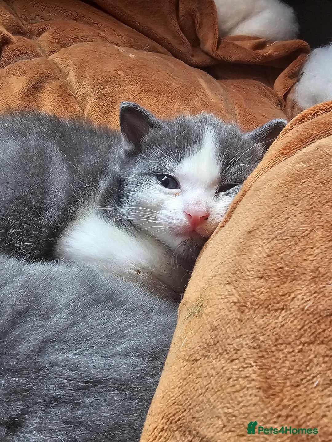 British Longhair cats for sale: Tabby mix kittens - Image 7