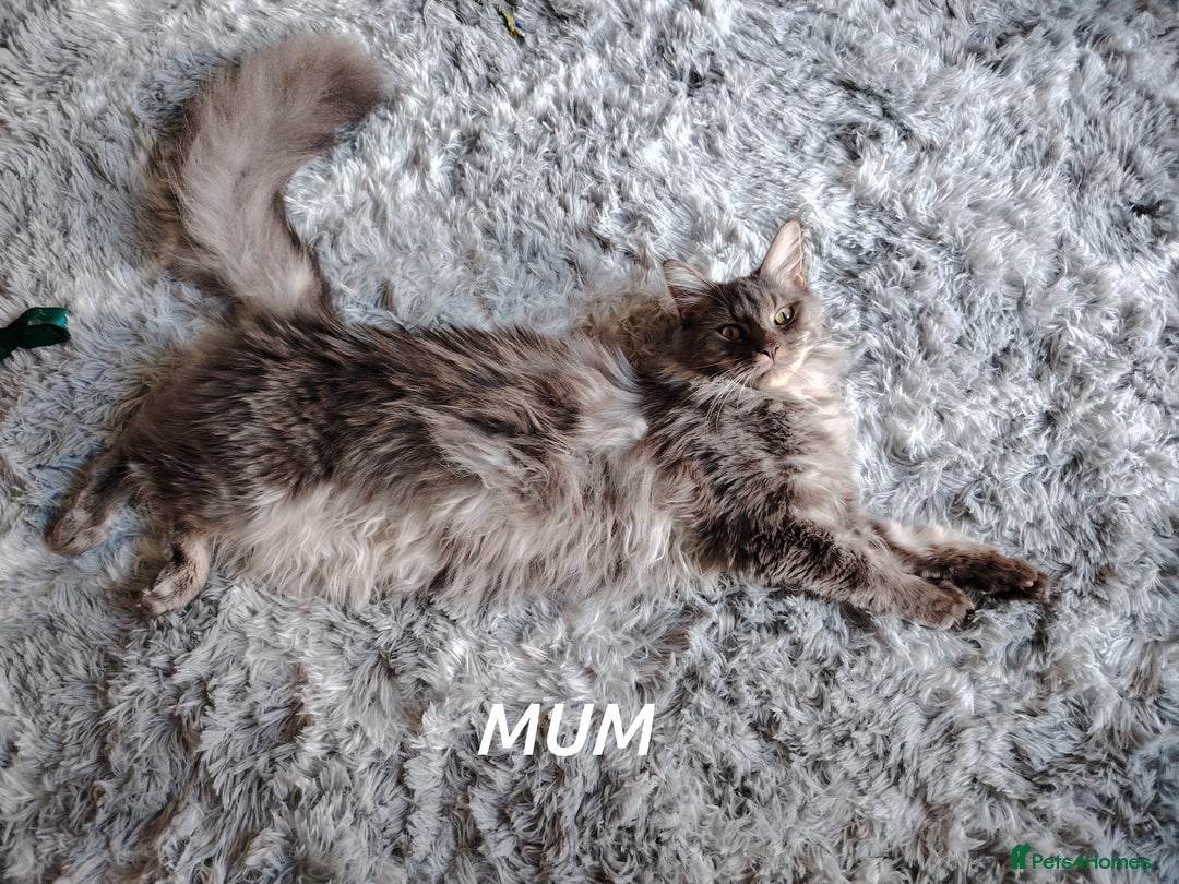 Maine Coon cats for sale: Beautiful Maine Coon kittens 💖💙🐱 - Advert 13