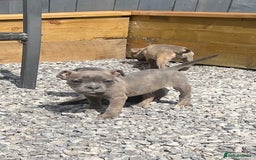 Staffordshire Bull Terrier dogs for sale: Staffordshire Bull Terrier Pups KC REGISTERED  - Image 6