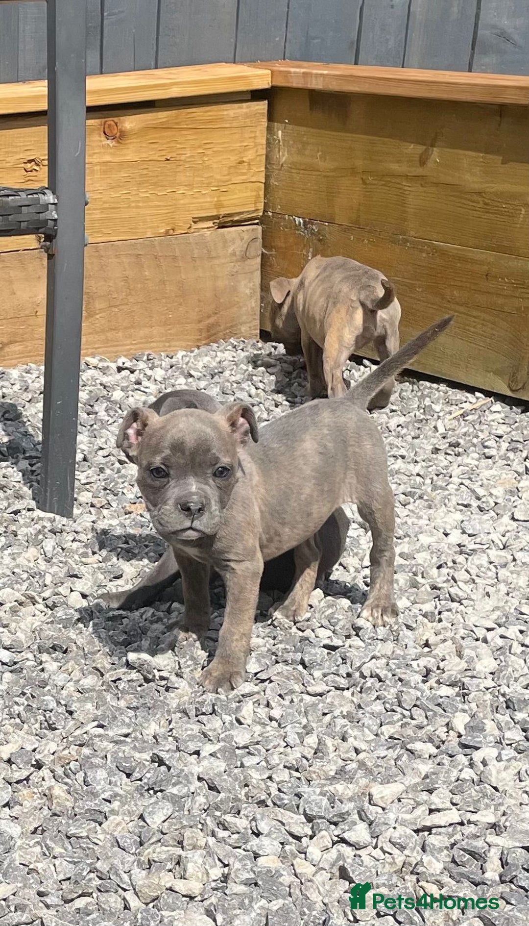 Staffordshire Bull Terrier dogs for sale: Staffordshire Bull Terrier Pups KC REGISTERED  - Image 6