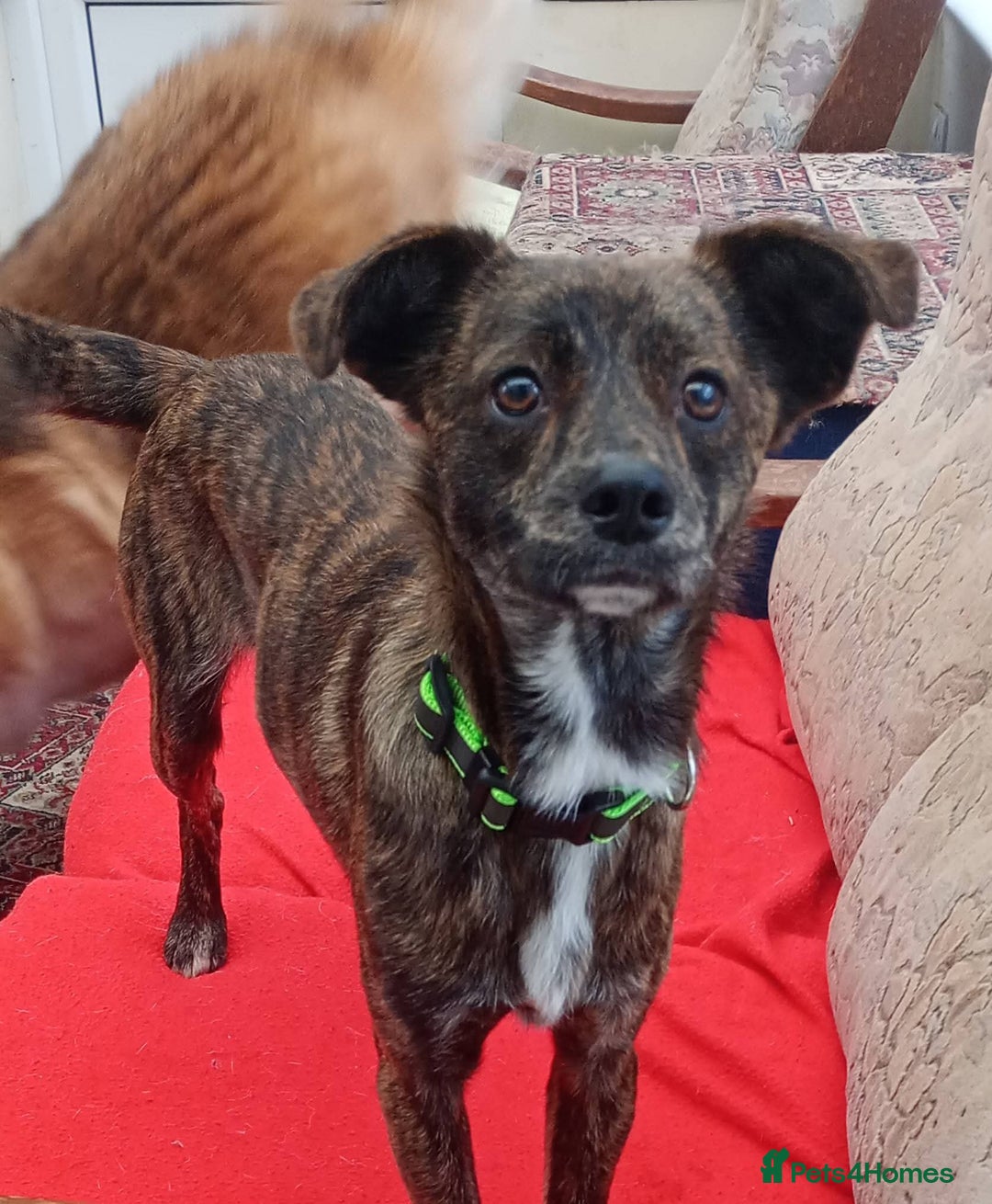 Mixed Breed dogs for adoption: Romeo - Advert 2