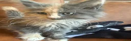 Maine Coon cats for sale: Gorgeous ChampionRussian line XL Mainecoon kittens - Advert 16