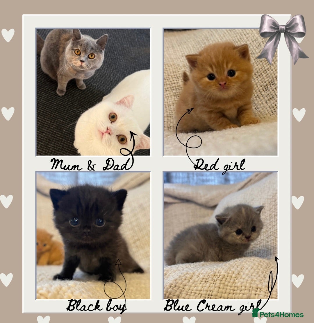 British Shorthair cats British Shorthair Kittens - Family Raised 🤍 - Advert 6