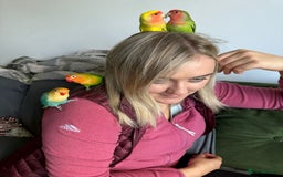Lovebirds birds for sale: Lovebird pairs fishers & peach faced  - Image 10