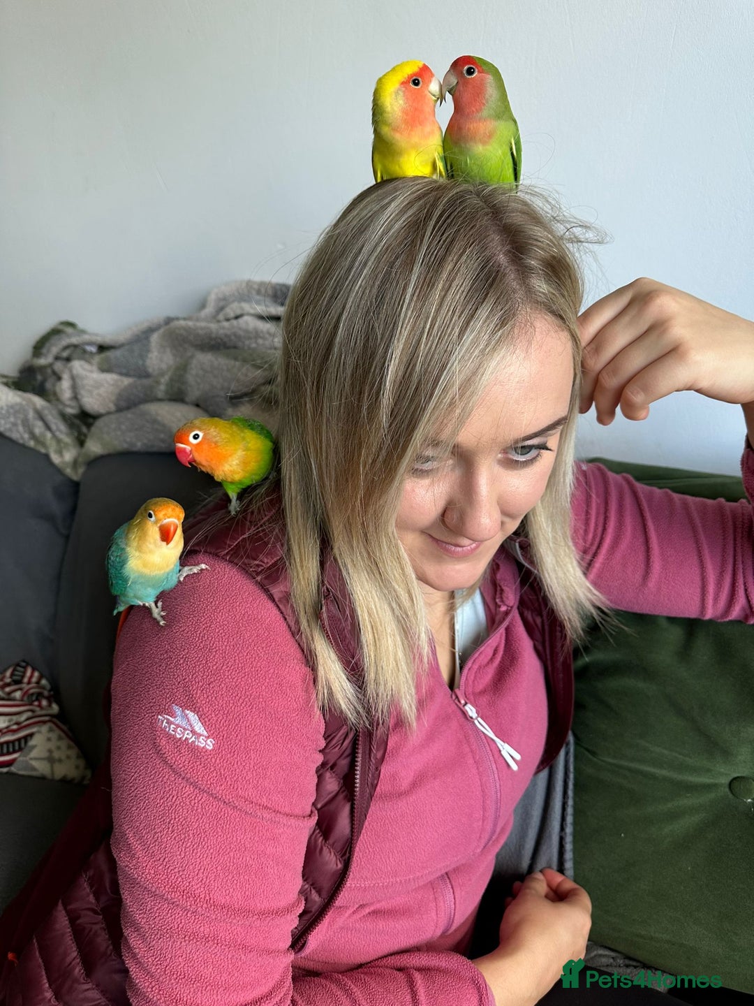 Lovebirds birds for sale: Lovebird pairs fishers & peach faced  - Image 10