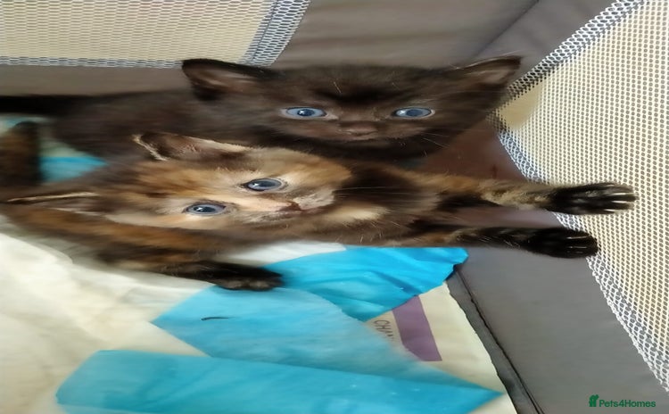 Ragdoll cats - Advert 5