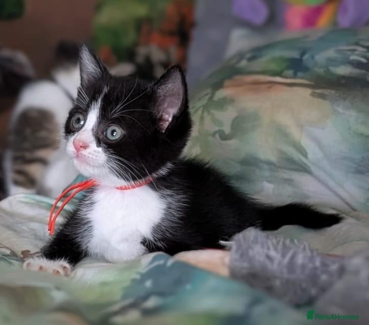 Domestic Shorthair cats Domestic Shorthair Kittens - Advert 1