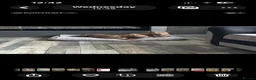 American Bully dogs for sale: American bullies  - Advert 12