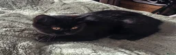 British Shorthair cats for sale: Last kitten left- Female- - Advert 5