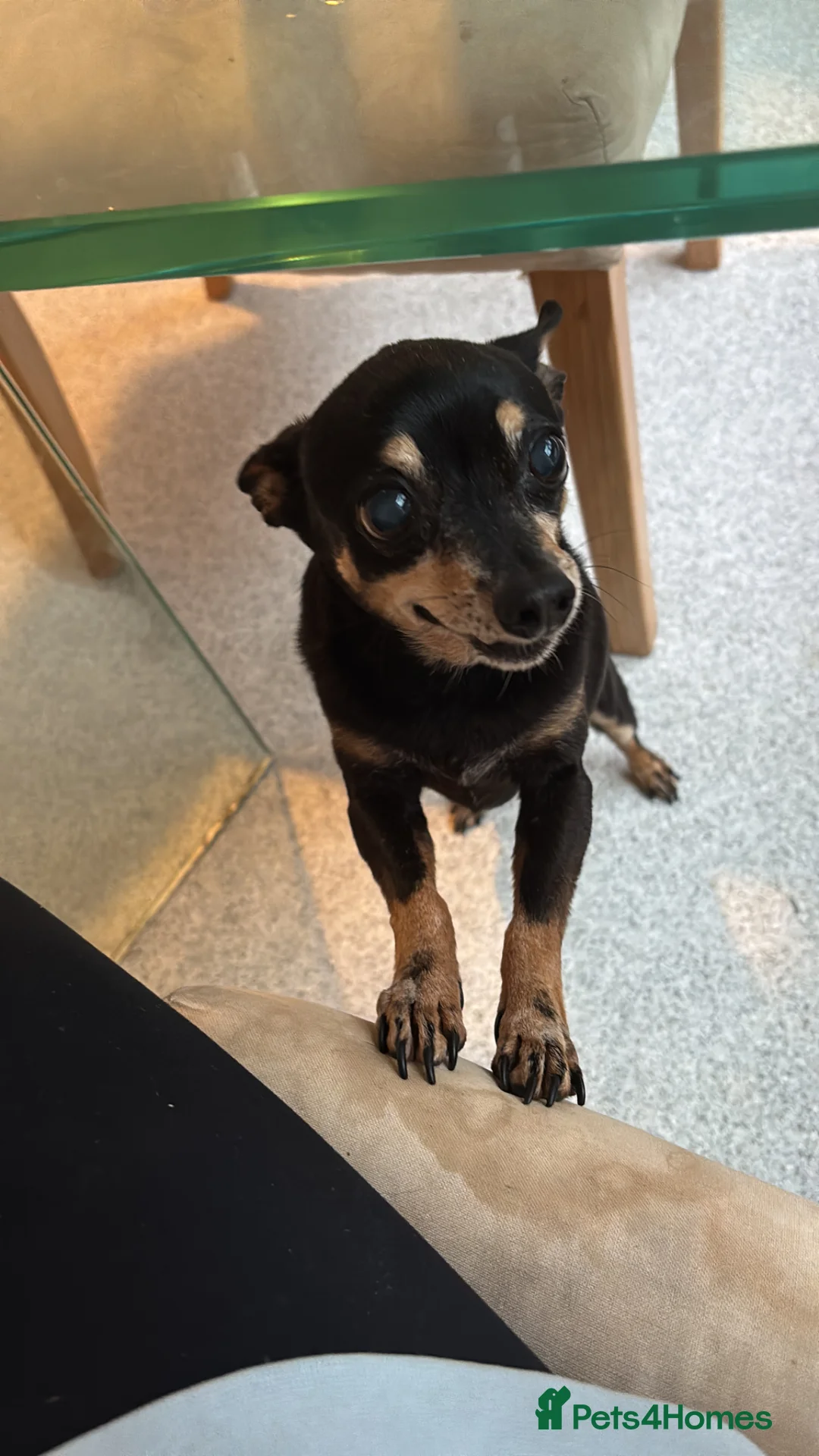 Russian Toy Terrier dogs for sale: Archie chi 😍 in Pontypool - Advert 1