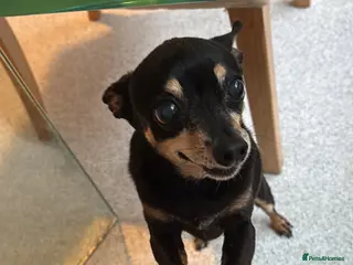 Russian Toy Terrier dogs Archie chi 😍 - Advert 2