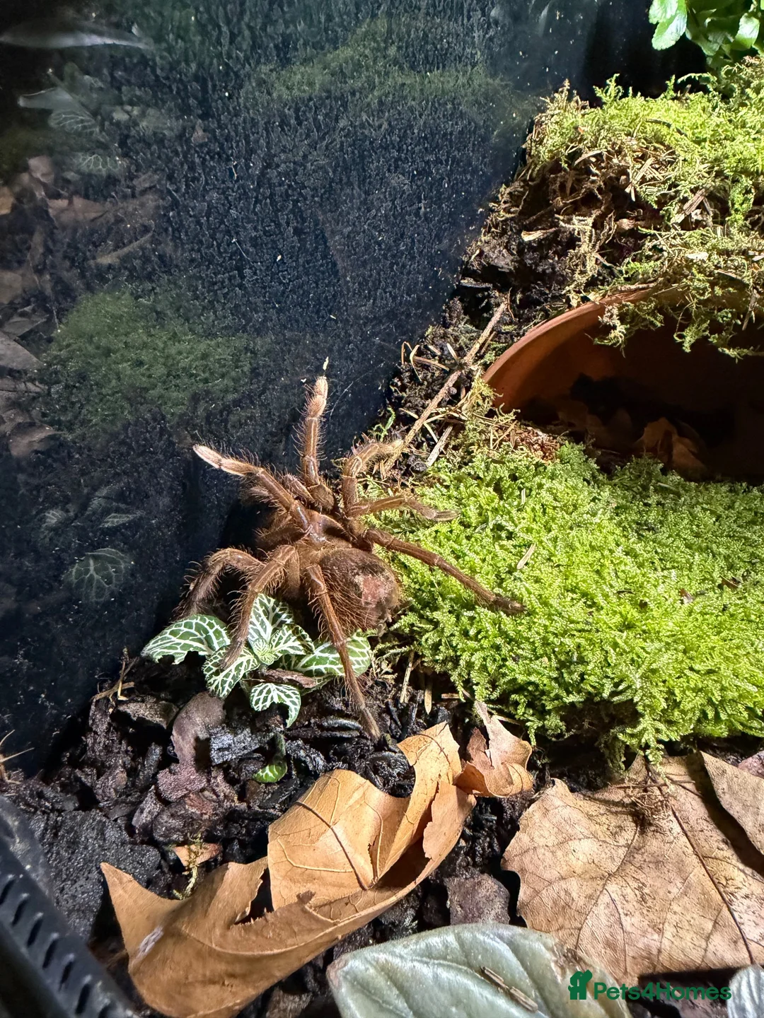 Tarantulas invertebrates for sale: theraphosa stirmi And full setup - Advert 4
