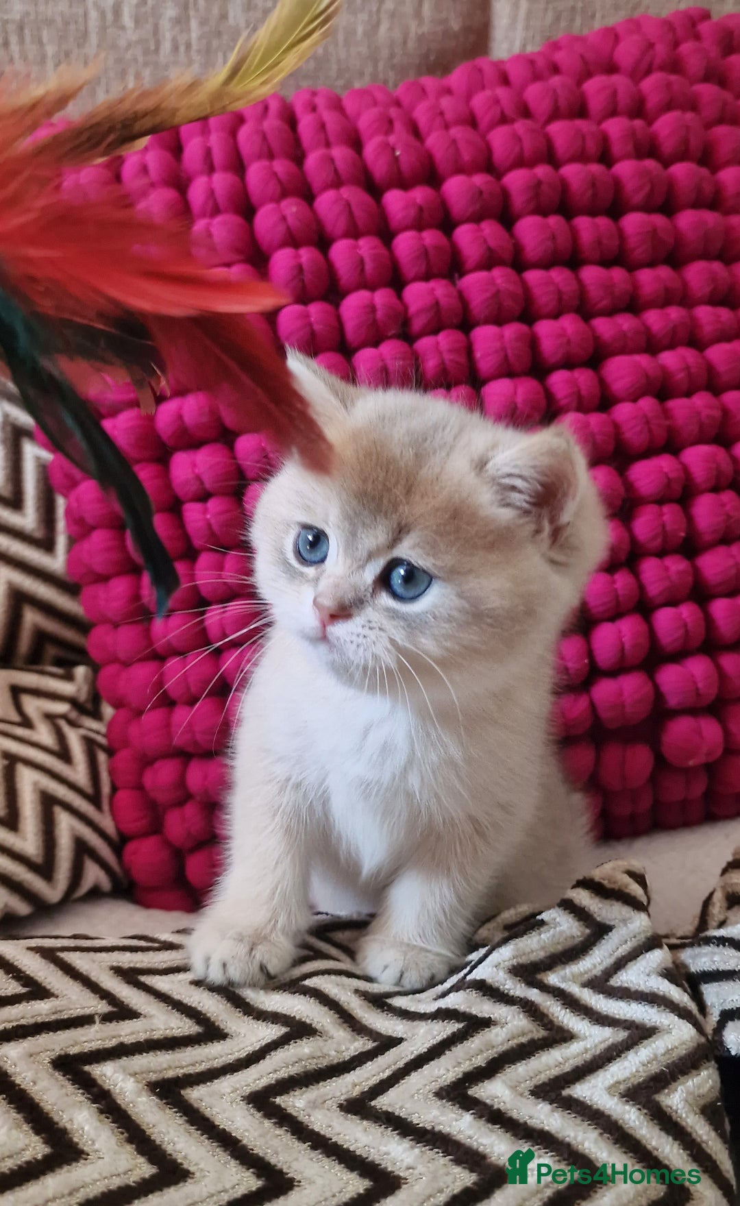 British Shorthair cats for sale: GOLDEN BRITISH SHORTHAIR KITTENS TICA  - Image 26