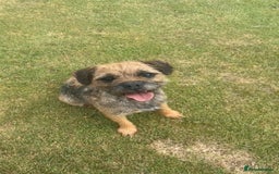 Border Terrier dogs for sale: 2 Lovely border pups - Image 5
