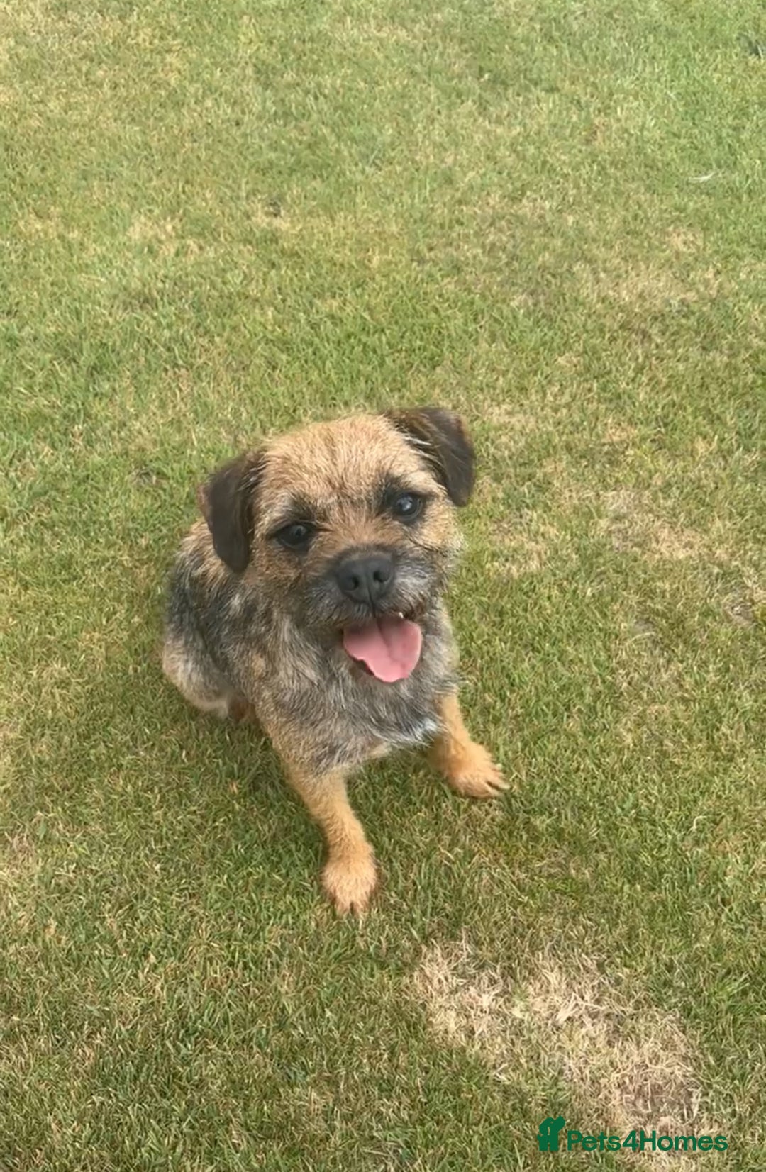 Border Terrier dogs for sale: 2 Lovely border pups - Image 5