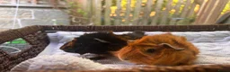 Guinea Pig rodents for sale: 4 beautiful boy guinea pigs  - Advert 3