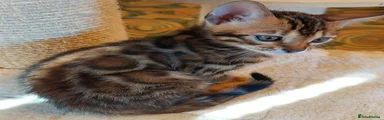 Bengal 1