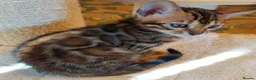 Bengal cats for sale: Clean, Healthy-Looking, and Charming Bengal Kitten in Birmingham - Advert 10