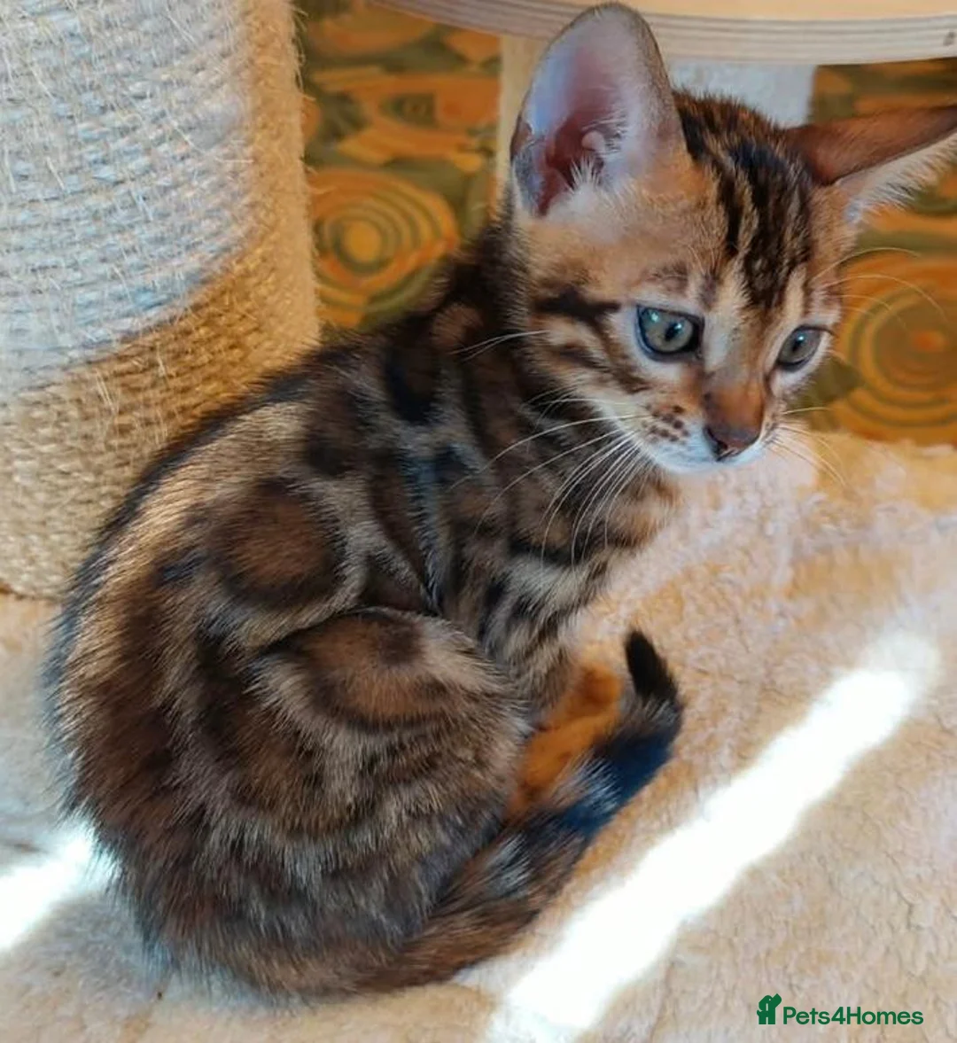 Bengal cats for sale: Clean, Healthy-Looking, and Charming Bengal Kitten in Birmingham - Advert 10