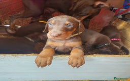 Dobermann dogs for sale: Elite Class World Champion Pedigree Pups KC'D - Image 18