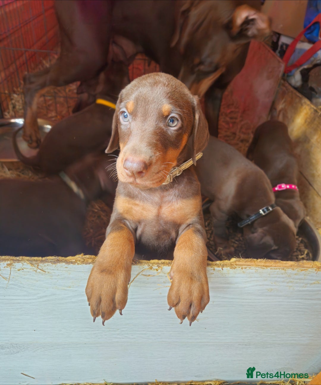 Dobermann dogs for sale: Elite Class World Champion Pedigree Pups KC'D - Image 18