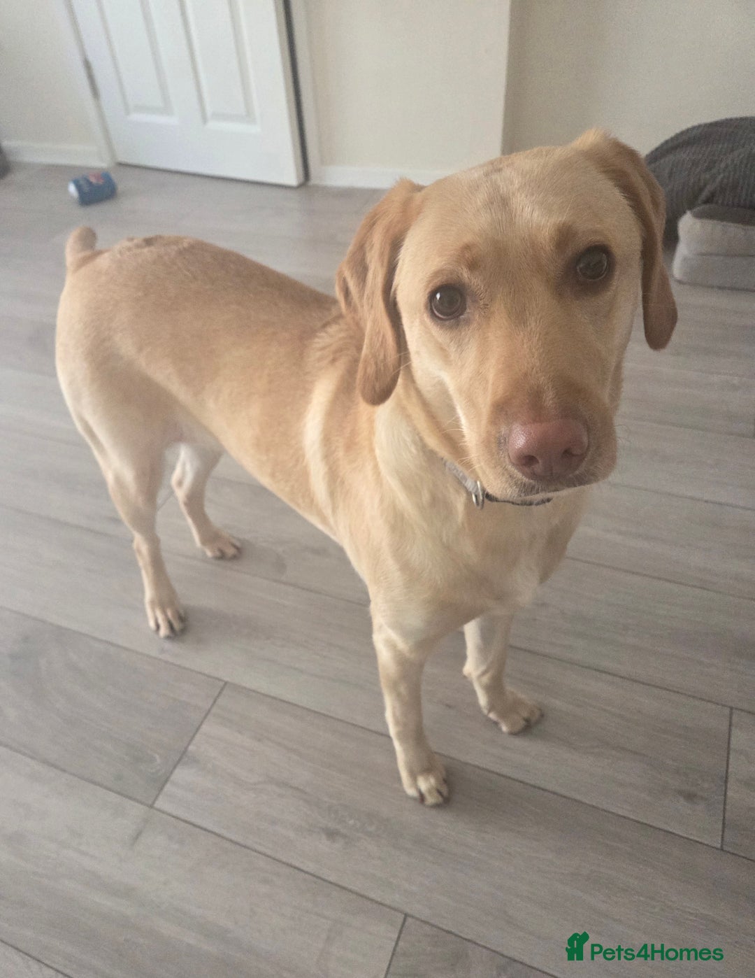 Labrador Retriever dogs for sale: Beautiful Tia Seeking Her Forever Home 💛 - Advert 5