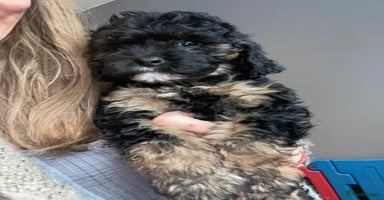 Cavapoo dogs - Advert 13