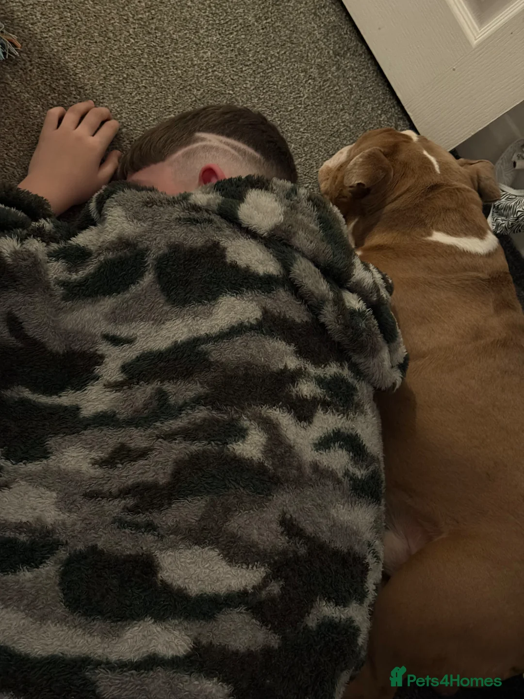 English Bulldog dogs for sale: Three year old for rehome  - Advert 6