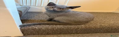 British Shorthair 1