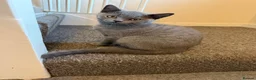 British Shorthair cats for sale: British shorthair  in Feltham - Advert 6
