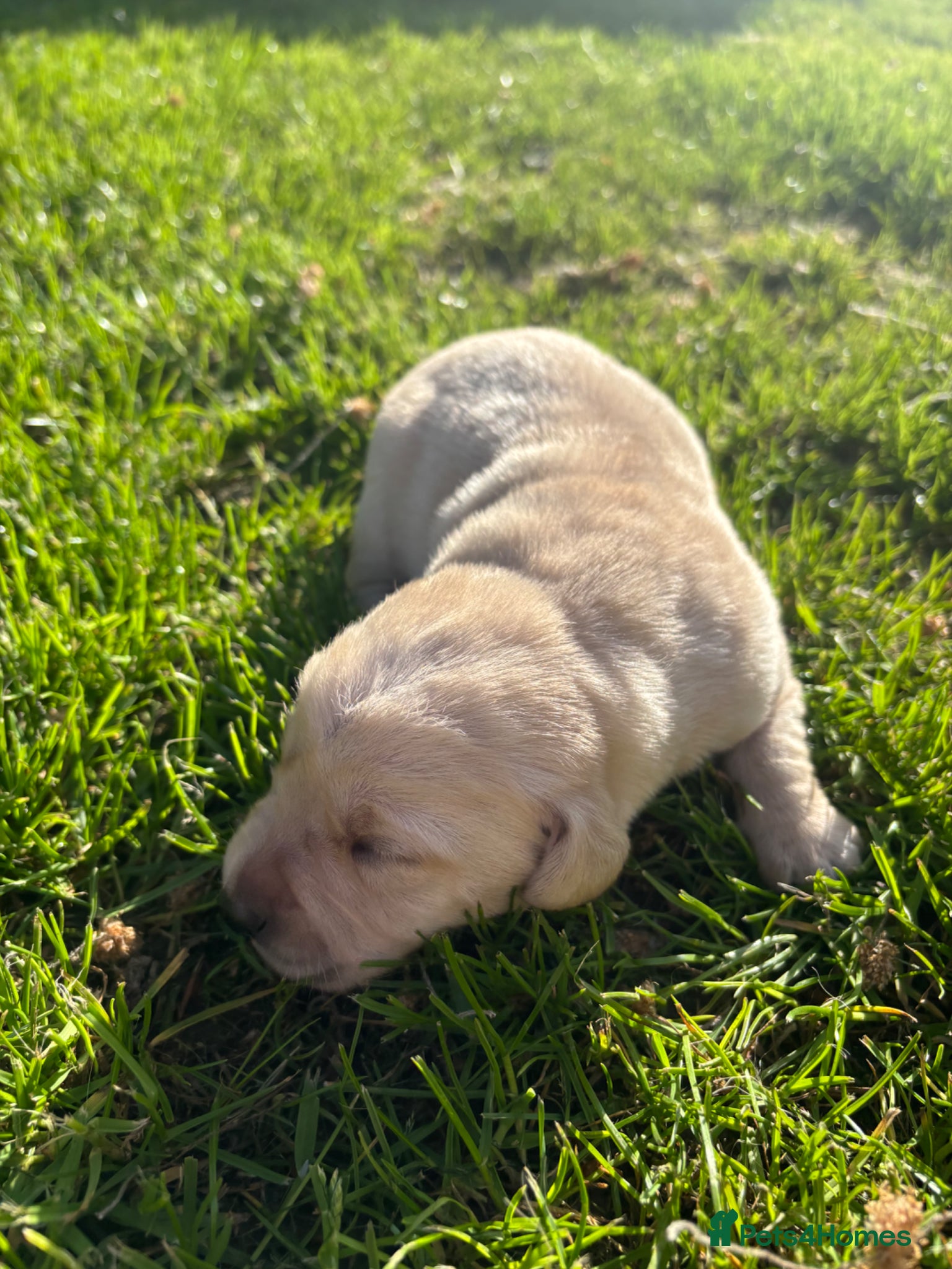 Labrador Retriever dogs Stunning, Health Tested Parents, KC Lab Puppies - Advert 2