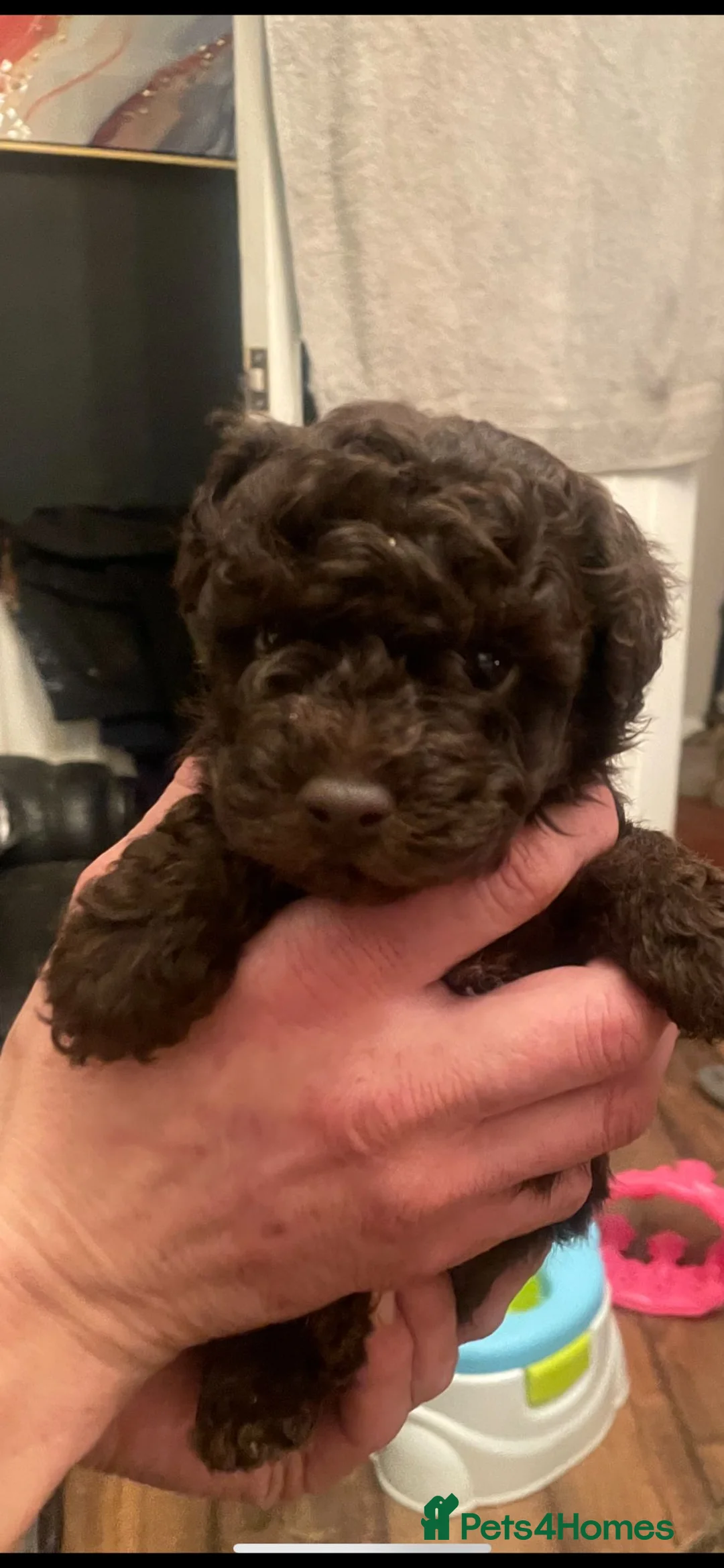 Toy Poodle dogs for sale: Purebred Toy Poodles - Advert 1