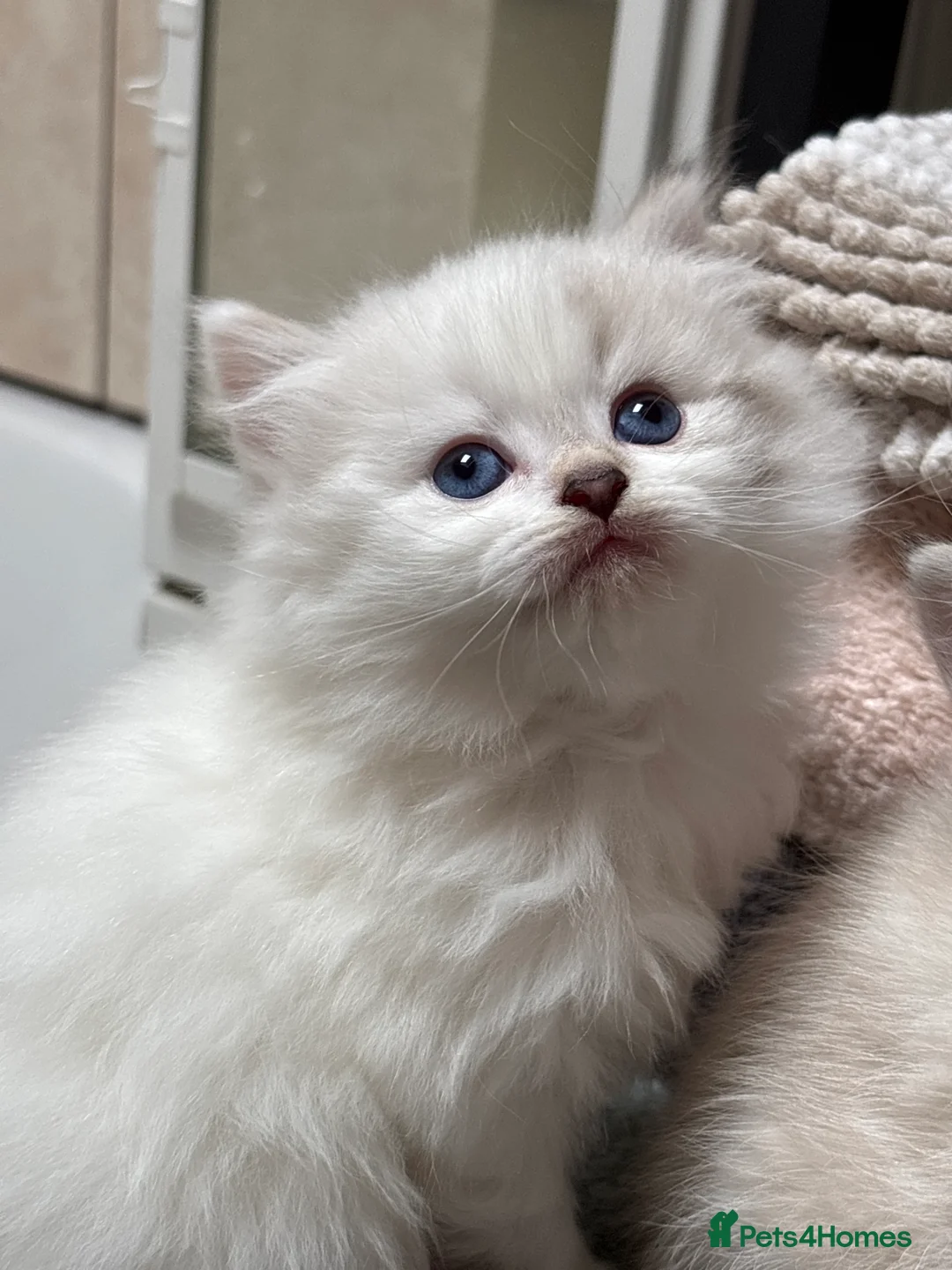 British Shorthair cats for sale: Beautiful British Shorthair Lynx Point Mix Kitten  in Ashton-under-Lyne - Advert 2