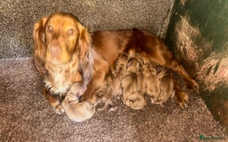 Cocker Spaniel dogs for sale: KC registered Red Cocker Spaniel Pups  - Image 21