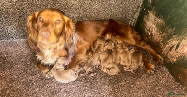 Cocker Spaniel dogs - Advert 3