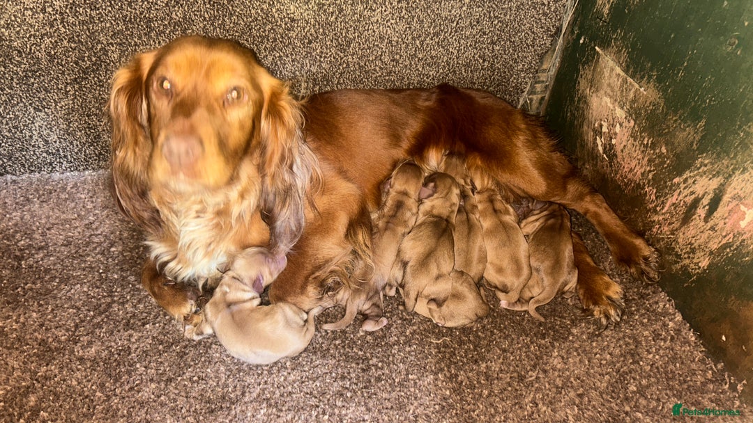 Cocker Spaniel dogs for sale: KC registered Red Cocker Spaniel Pups  - Image 21