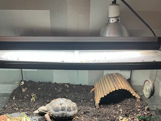 Tortoise reptiles 4 Year Old Red Footed Tortoise For Sale - Advert 3