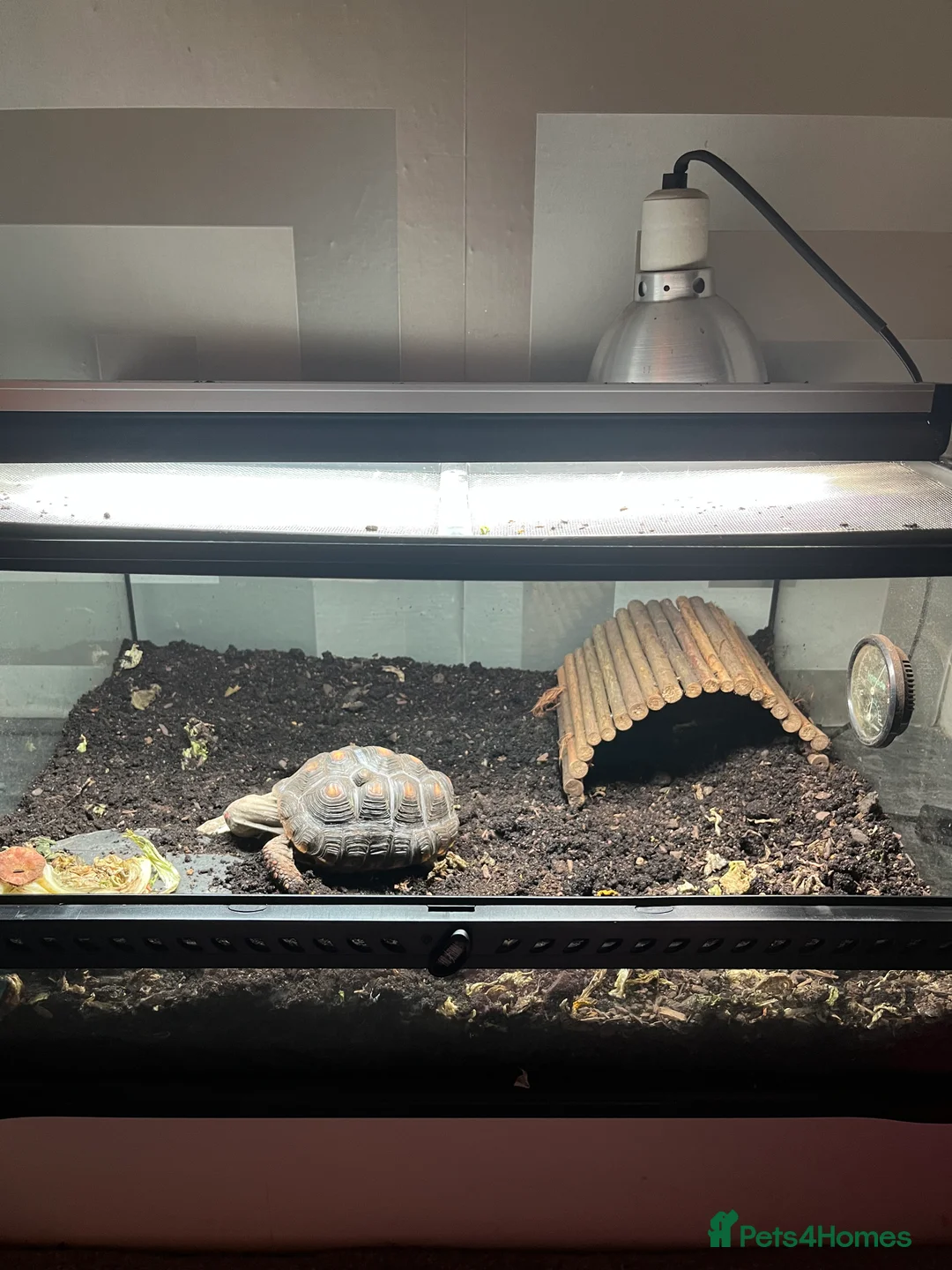 Tortoise reptiles for sale: 4 Year Old Red Footed Tortoise For Sale - Advert 1