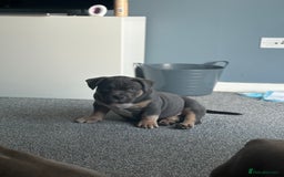American Bully dogs for sale: Micro/Pocket Bully Puppy - Image 2