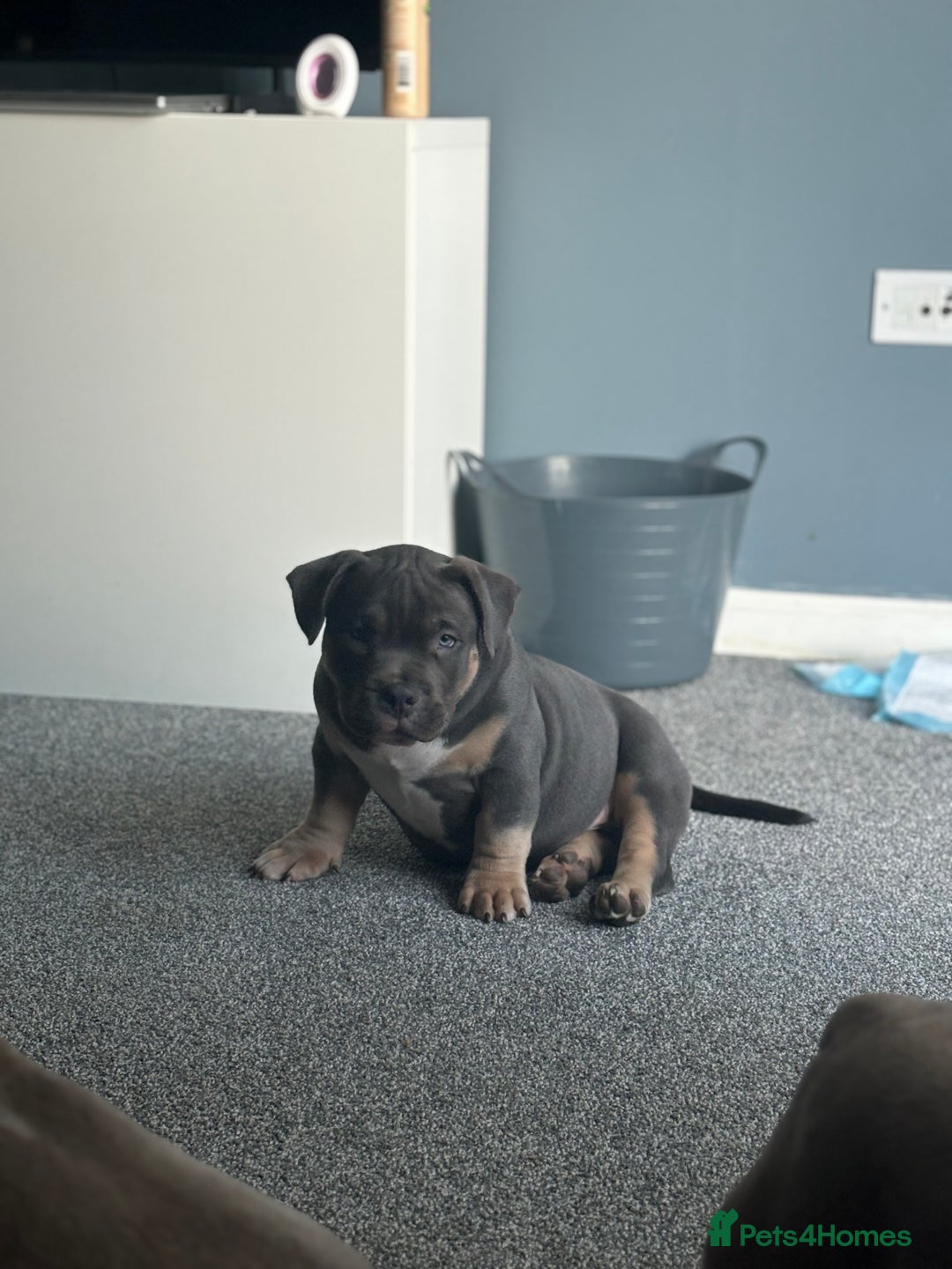 American Bully dogs for sale: Micro/Pocket Bully Puppy - Image 2